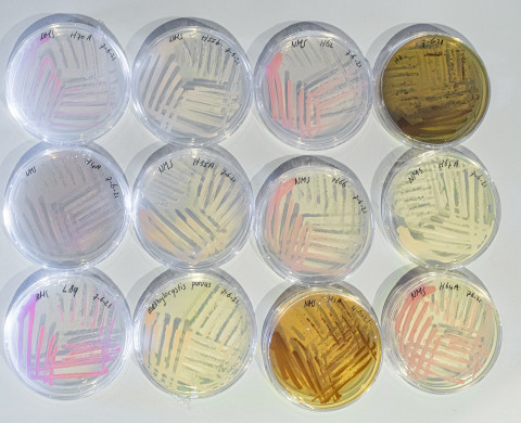 Bacterial collection