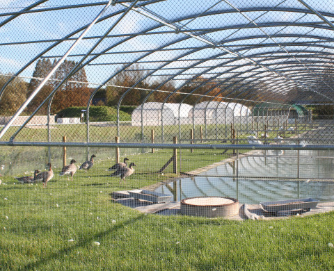 Water fowl facility