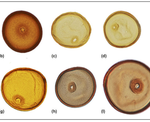 Ten Poaceae pollen grains from nine subfamilies 