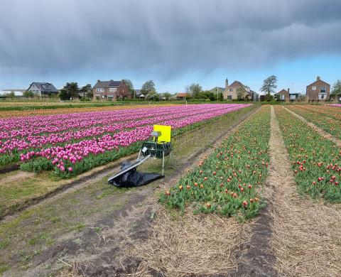 Demoveld met rijen bloembollen en een mobiel meetstation