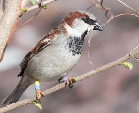 house sparrow