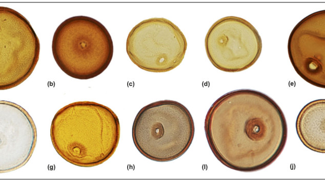 Ten Poaceae pollen grains from nine subfamilies 