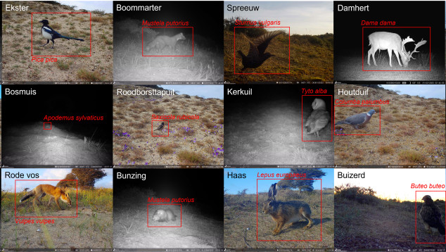 Species recognition in Arise monitoring