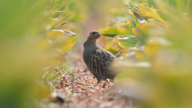 Partridge in between two rows of flowers