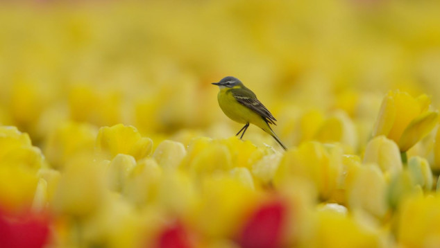 Yellow wagtail in a field of flowering yellow tulips