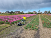 Demoveld met rijen bloembollen en een insectenval