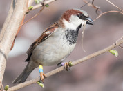 house sparrow